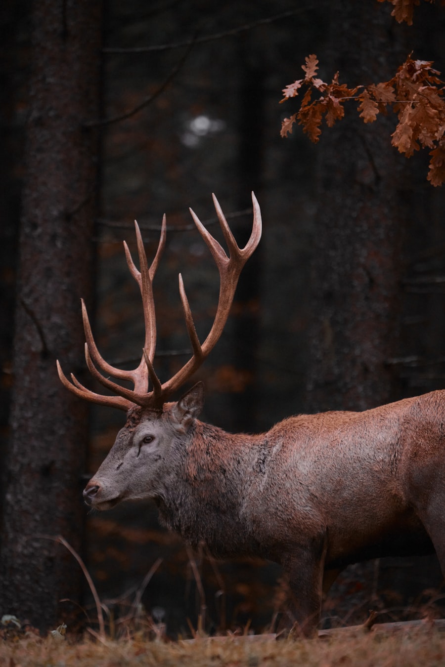 Hirsch mit Geweih im Wald