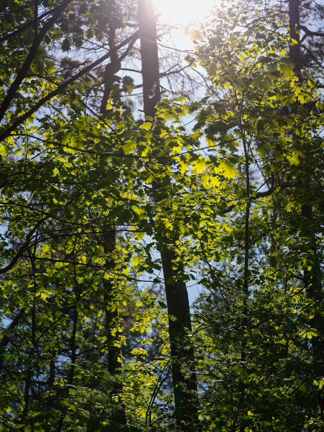 Waldboden im Licht