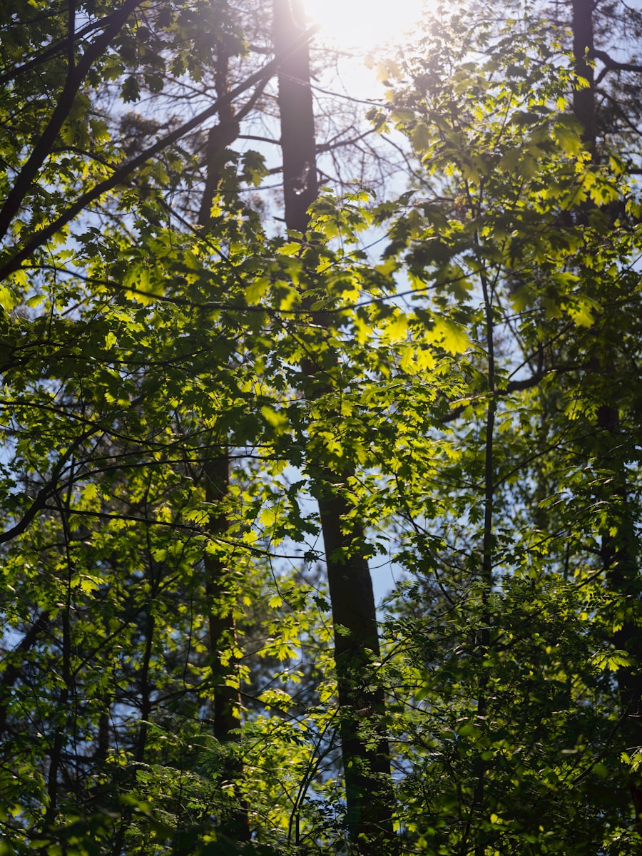 Sonnenlicht fällt durch das Blätterdach auf Baumwurzeln