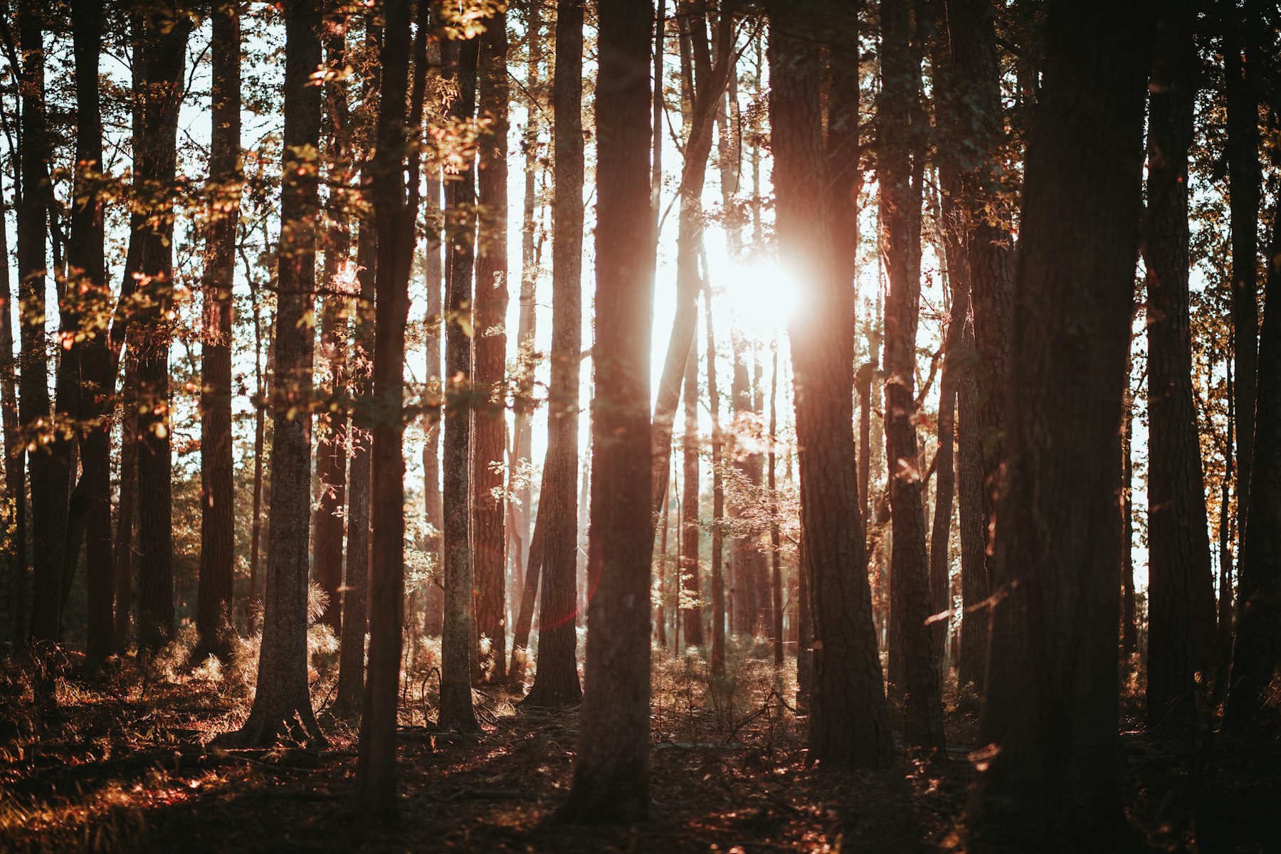 Waldweg im weichen Licht