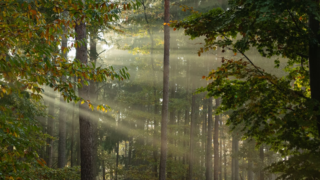 Wald im Herbstlicht
