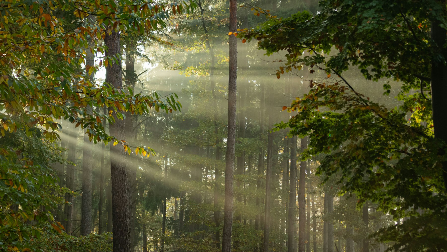 Klimaresilienter Wald im Morgenlicht