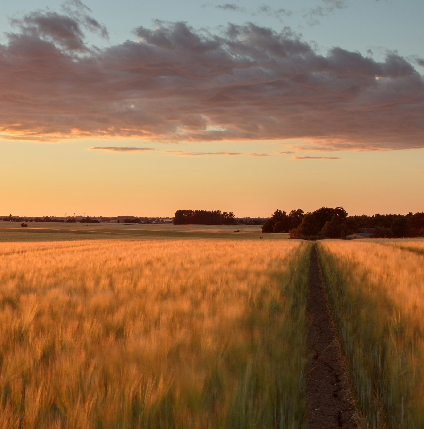 Goldenes Getreidefeld im Abendlicht