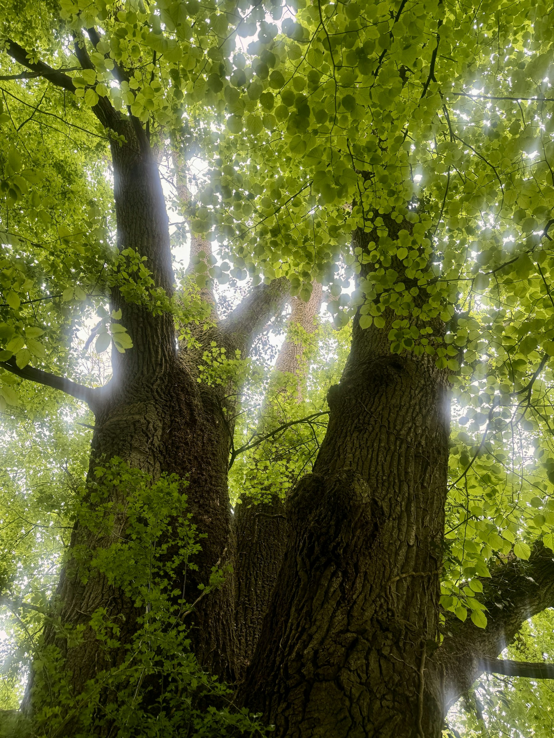 Mächtiger Baum am Flussufer