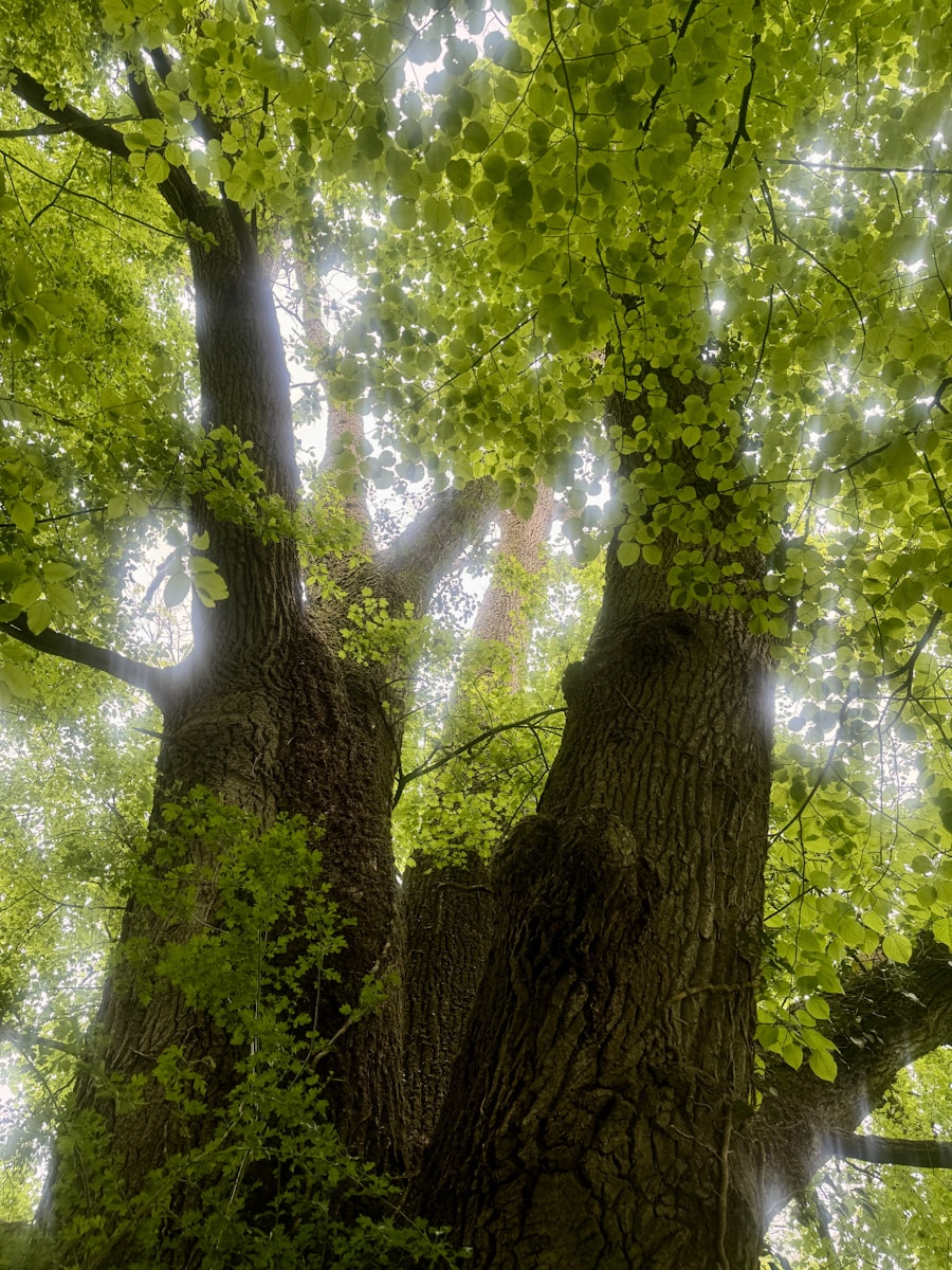 Baum am Wasser