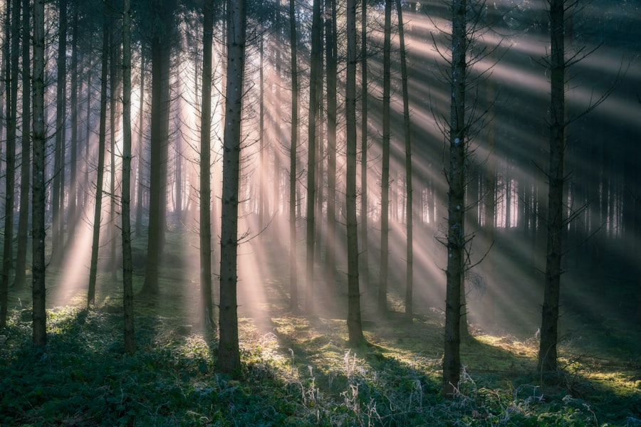 Nebelwald